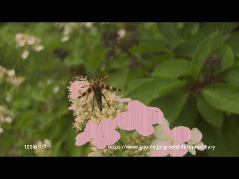 ヨツスジハナカミキリの飛翔　超スローモーション
