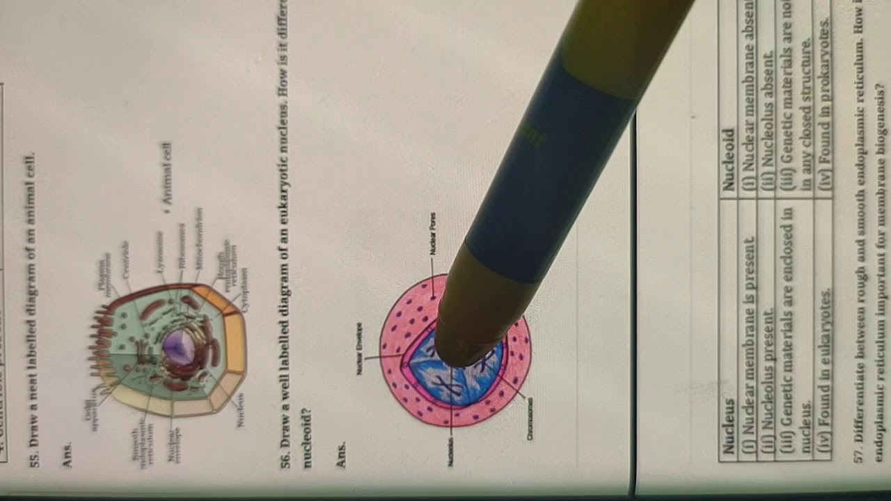 Ch.5 The Fundamental Unit of Life, Topic: NCERT Exemplar discussion