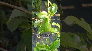 Download lagu tabulampot alpukat mp3 Download lagu tabulampot alpukat mp3
