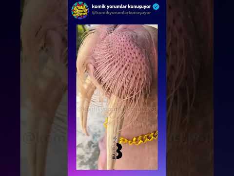 @Budublaj Dünya fatih için çok gaddar!  #shorts#shortvideo #short#komikvideolar#komikyorumlar