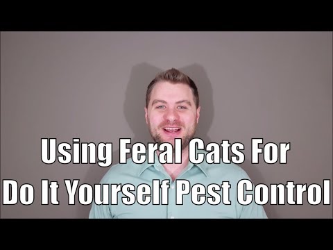 Using Feral Cats For Do It Yourself Pest Control
