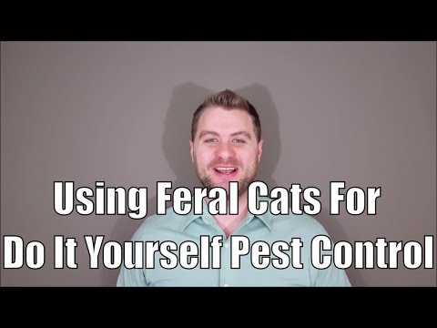 YouTube video about: What to do with cats during pest control?