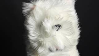Westie Headcover