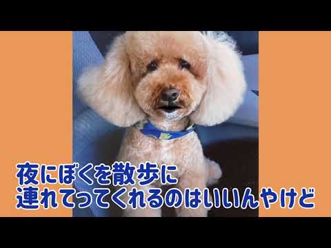 ワンワンU・x・Uお悩み相談室8️⃣〜鯖江市「チョコちゃん」🐶明るい服装、反射材の着用を
