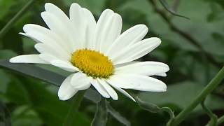 MARK KNOPFLER, 6 times, ONE MORE MATINEE + Lyrics