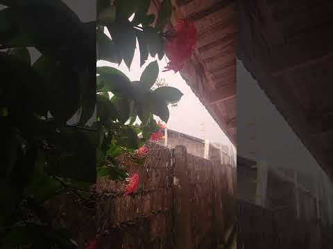 fuerte lluvia en la ceiba atlantida #honduras