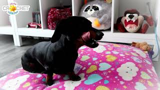 Miniature Dachshund Training Success? 😂😘
