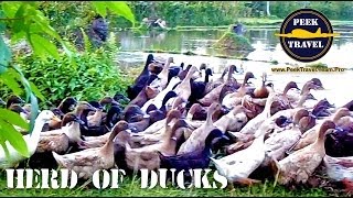 preview picture of video 'Herd of Ducks SO CUTE MUST SEE'