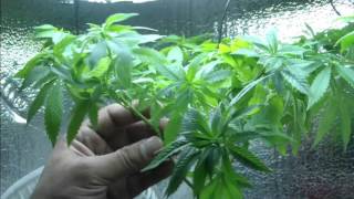 How to LST (low-stress training) cannabis plants