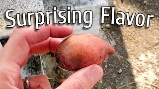 TROPICAL ALMOND FRUIT - What the Fruit and Seed Tastes like - Weird Fruit Explorer