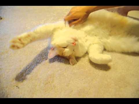 Jackie the fluffy cat loves massages, belly and underarm rubs