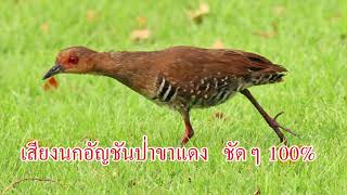 Download lagu សំឡេងម៉ាន់ទឹក เสียงนกอัญชันป่าขาแดง ชัดๆ 100% mp3 Download lagu សំឡេងម៉ាន់ទឹក เสียงนกอัญชันป่าขาแดง ชัดๆ 100% mp3