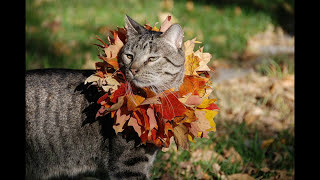 Кошки- лови ощущение осени