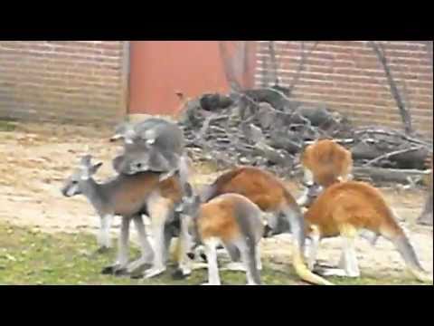 Dever Zoo