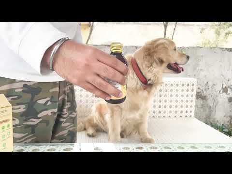 Fur Ball Story Plate Pet - Platelet & Immunity Boosting Syrup, 200 ml