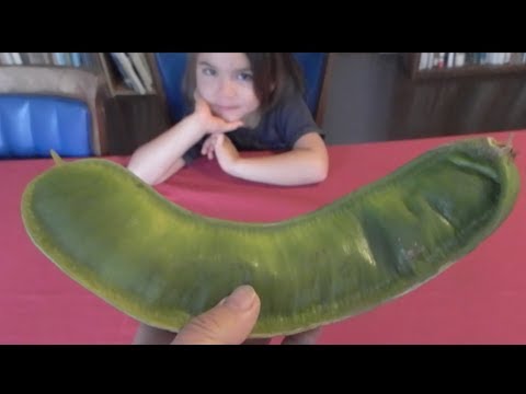 What is Ice Cream Bean and how to eat it