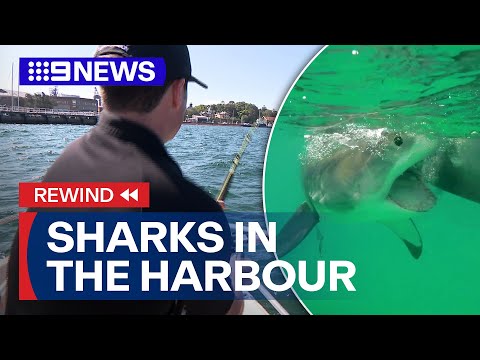 Rewind: Catching sharks in Sydney Harbour | 9 News Australia
