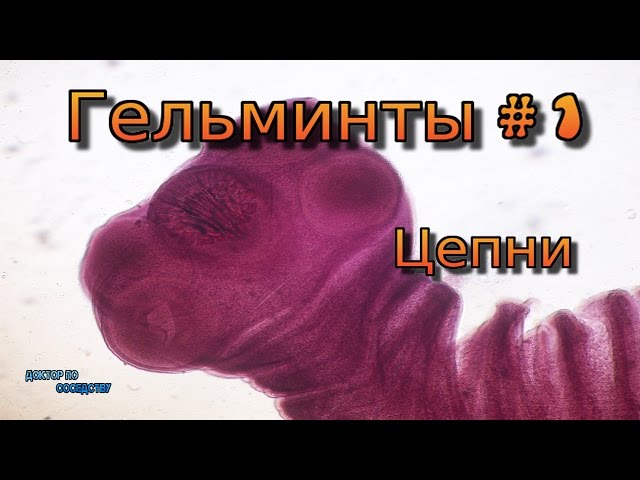 Video Pronunciation of hymenolepis in English Video Pronunciation of hymenolepis in English