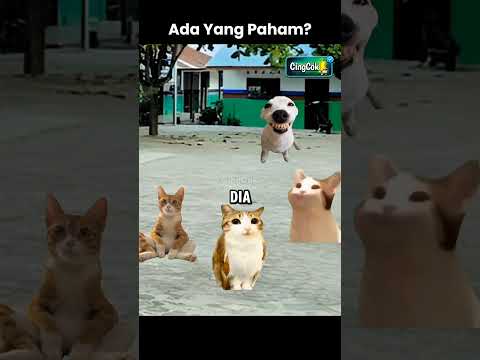 Apa Maksudnya? #catmeme #kucinglucu #fyp #shorts #catshorts #catlovers