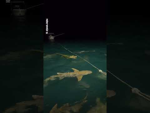 Sharks take a bite out of crocodile off the coast of Australia's Northern Territory | 10 News First