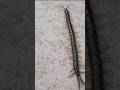 कनखजूरा Black Centipede 3_scolopendra #shorts #reels