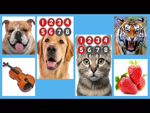 Picture Macth Game -Memory Video