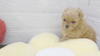 ハーフ犬の動画01