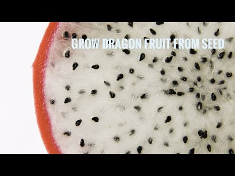how to grow dragon fruit from seed at home | grow pitaya from seed