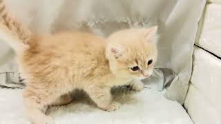 マンチカンの動画01