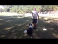 Basic Long Distance Disc Throwing To Your Dog