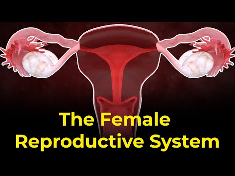 Female reproductive system parts and functions | Ovulation process | Menstrual Cycle