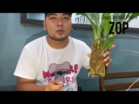 , title : 'Cara Tanam orkid jenis Gramatophyllum  (ZOP) PART -1'