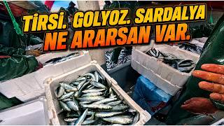 TİRSİ , GOLYOZ , SARDALYA