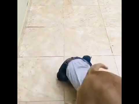 Bebe brincando com cachorro Pit bull #Bebe #gargalhada #amor #amizade #amigos #Davi #Pitbull #kiara