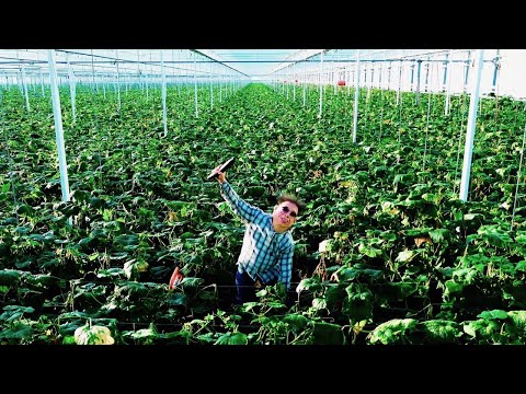 Boer Harm - Komkommer