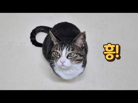 너 깝순이 좋아하지? 뚝배기 손님 덕질하다 딱 걸린 고양이