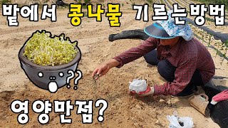 밭에서 콩나물 기르는방법? 영양만점?