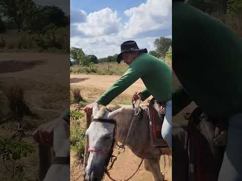 criação de gado tradicional sul Tocantins Araguaçu assentamento pontal