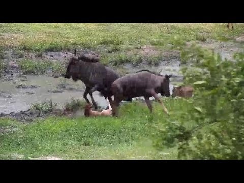 Djuma: Wildebeest calf gets tossed in the air by an adult - 12/28/19