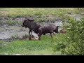 Djuma Wildebeest Calf Gets Tossed In The Air By An Adult 12 28 19