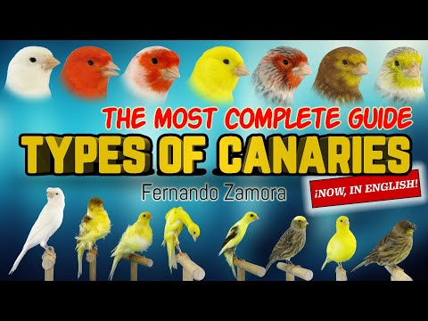 TYPES OF CANARIES, GUIDE OF CANARIES,  BREEDS OF CANARIES