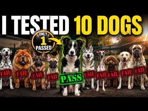 9 Popular Guard Dogs That Actually Fail the Test