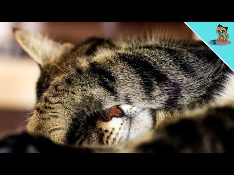 THIS Is Why Cats Hide Their FACE When They Sleep!