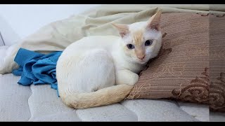 ユキちゃんの面白いポーズ ユキちゃんの面白いポーズ