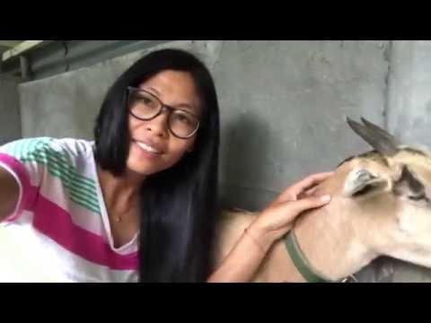 , title : 'Vlog54: HOW TO TELL IF YOUR GOAT IS PREGNANT? FILIPINA GERMAN LIFE IN THE PHILIPPINES'