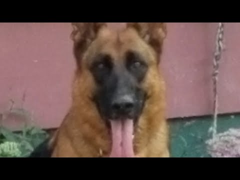 "How to make the "World's Healthiest "dog treats "