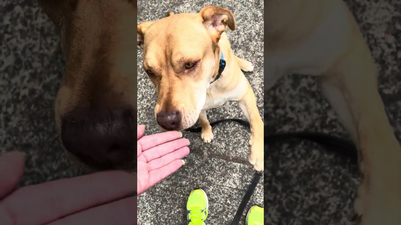 Enlarge Athena, a ADOPTABLE mixed breed in Tigard, OR video 5/5