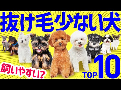 トップ6の小型短毛犬