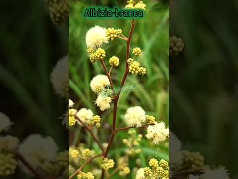 Albizia-branca na margem do Rio Pium - #piumtocantins