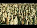 Life Of Pi 2012 The Island Telugu HD CLASSIC SCENES